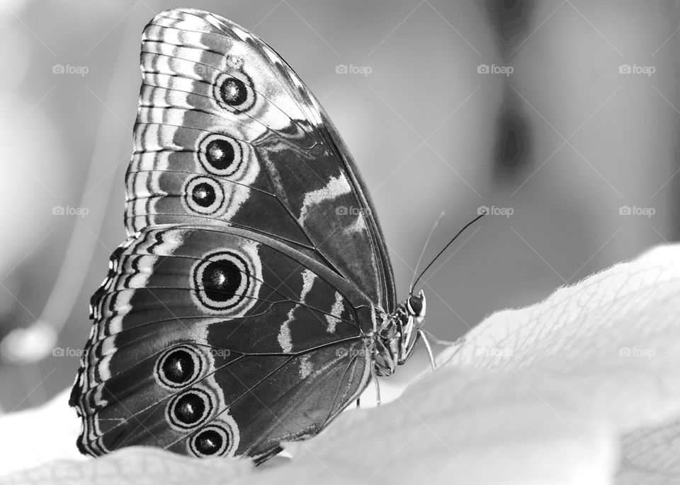 Monochrome Butterfly