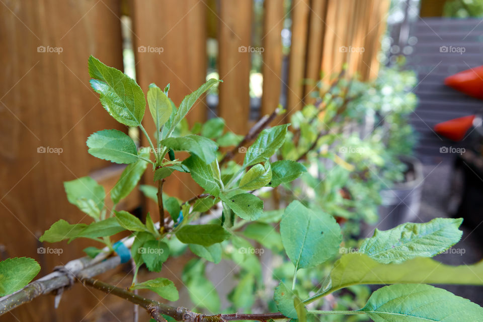 Plants growing on a wire lattice, in front of a backyard fence. Small shoots and leaves in the foreground with the vines receding into the distance.