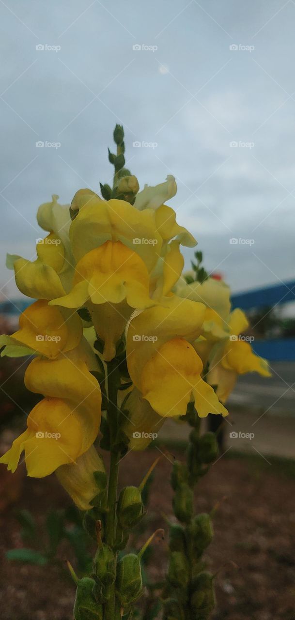 Flowers in the City (with the moon)