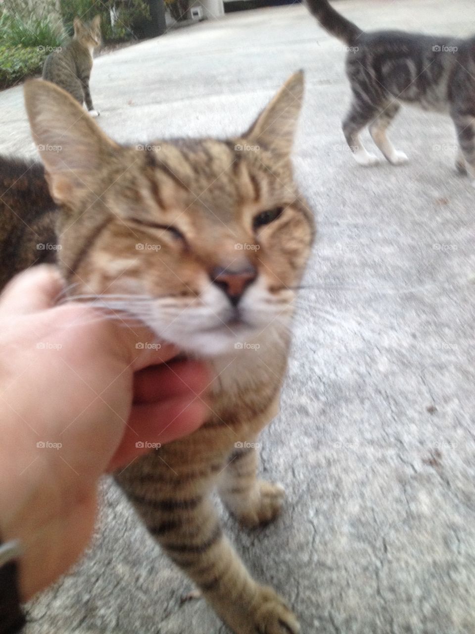 Cat, Cute, Kitten, Animal, Fur