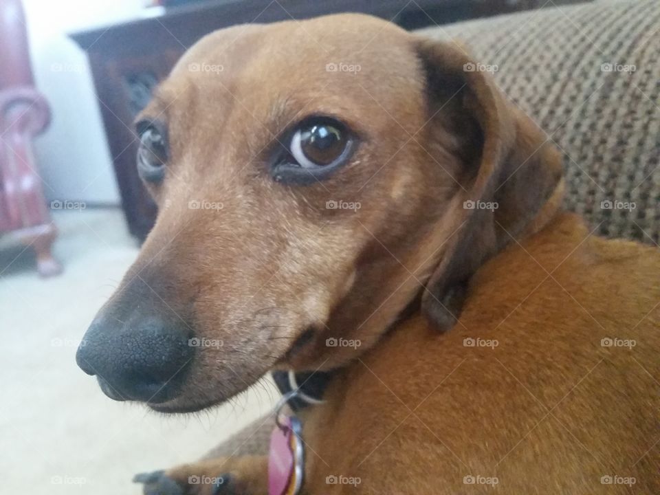 Up close look from a sweet dachshund