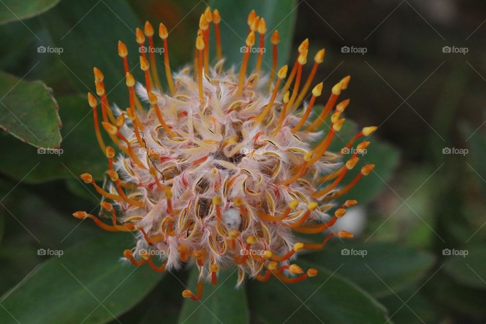 furry flower with yellow tips