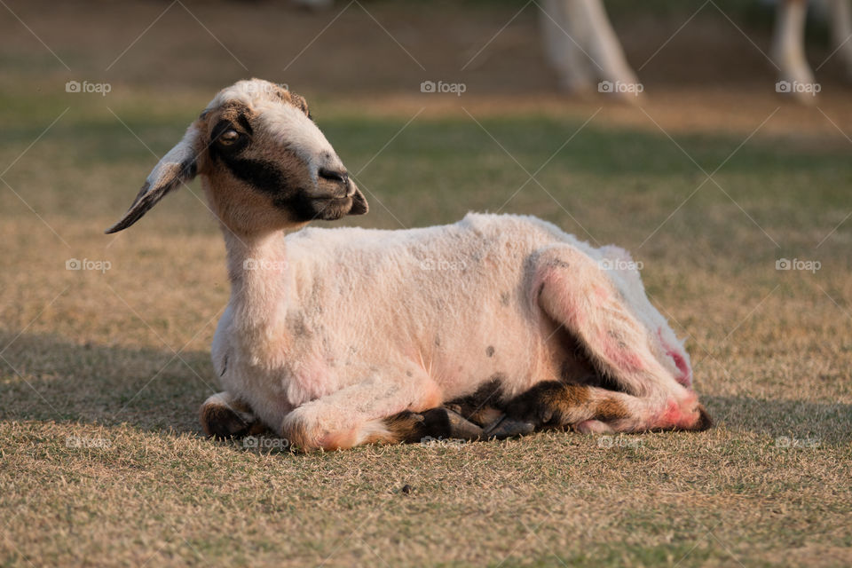 Mammal, Animal, Grass, Farm, Nature