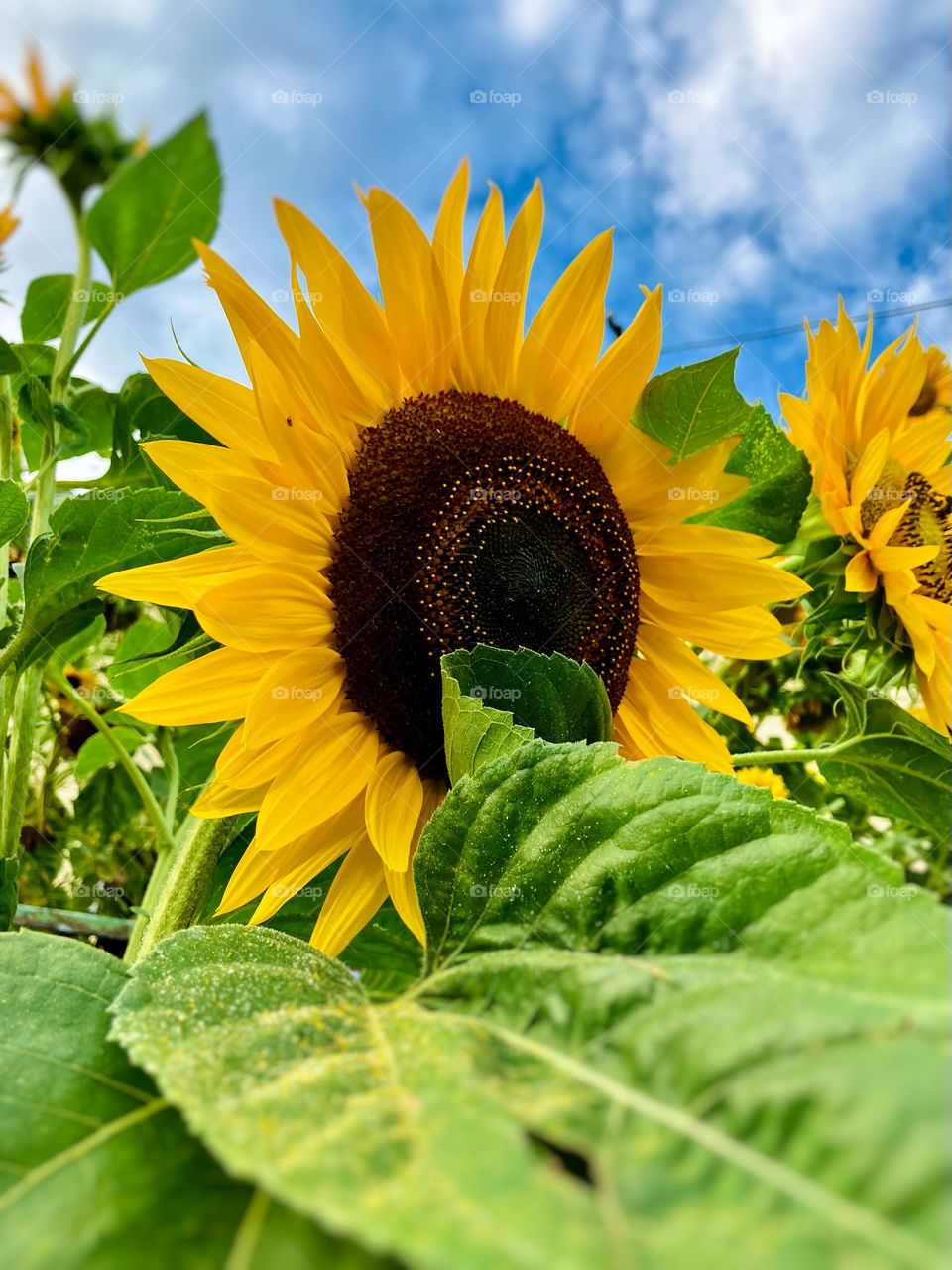 Sunflower 