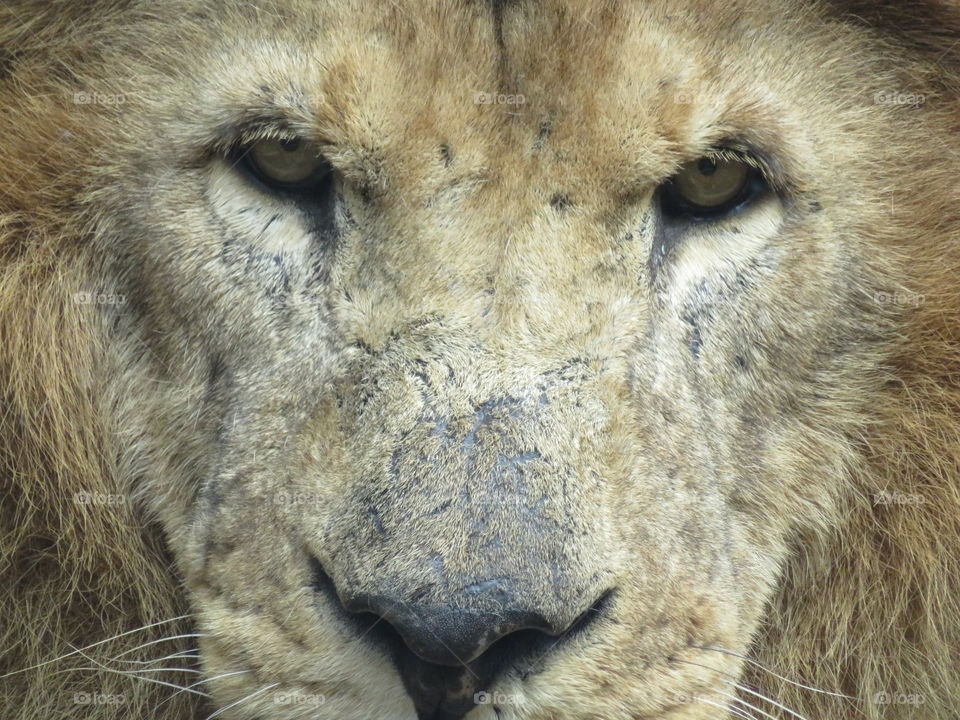 Lion face with hungry eyes