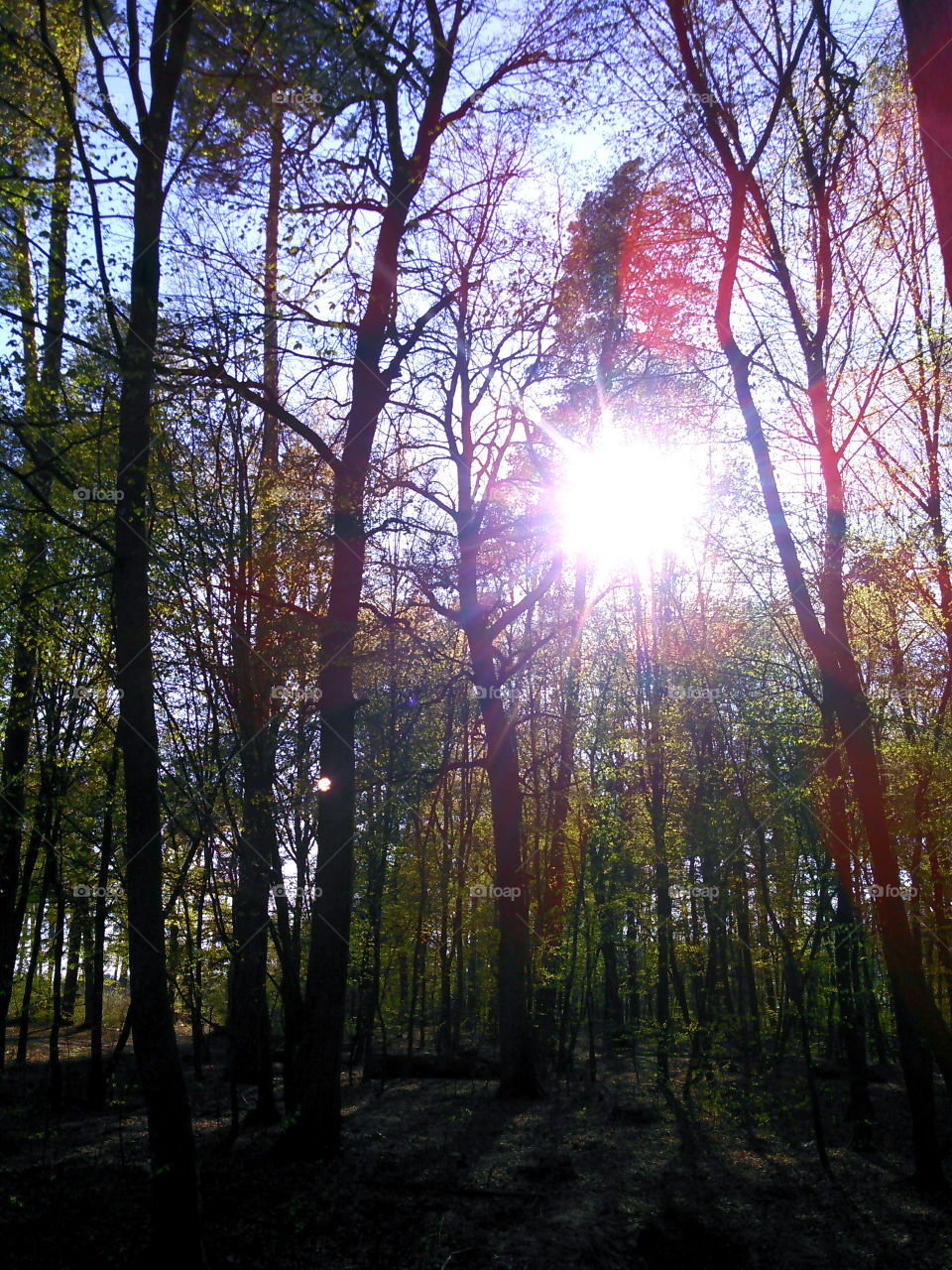 луч солнца сквозь чащи в лесу