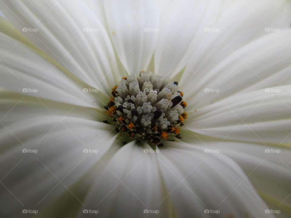 osteospermum white flower in macro