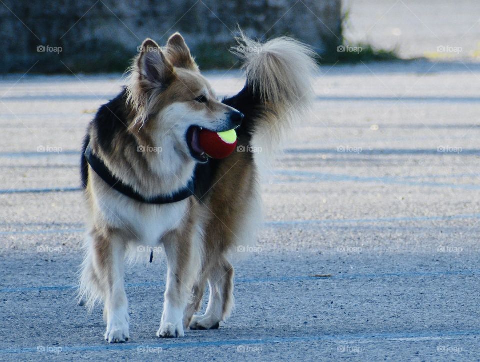 Toys we can’t let go