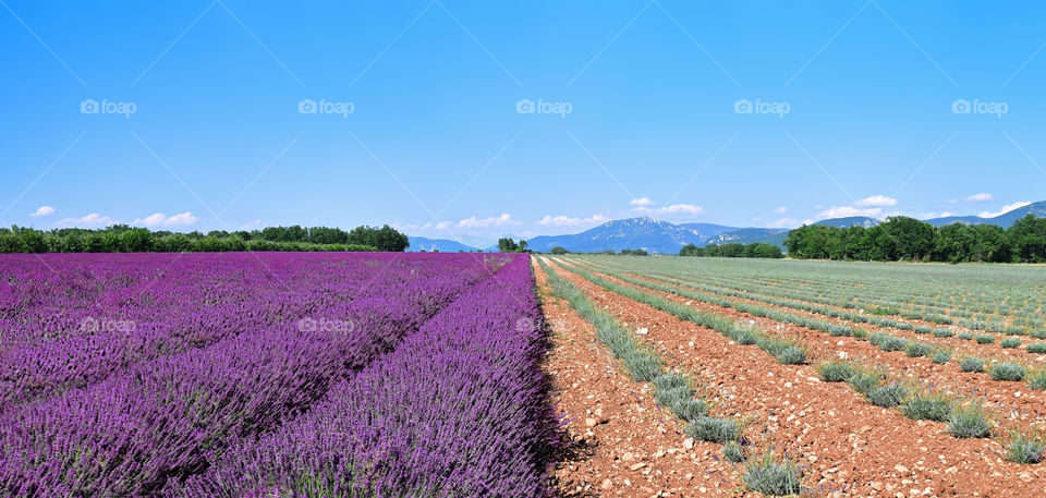 A field of lavender half harvested. Provence, France