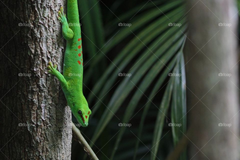 Close-up of a gecko on tree trunk