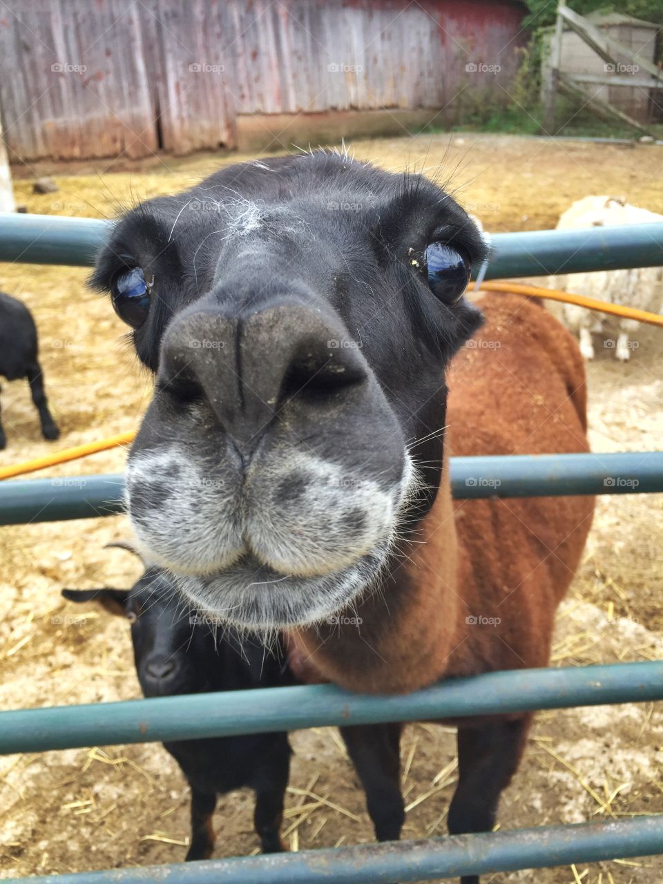 Llamas at the farm . Day at the farm