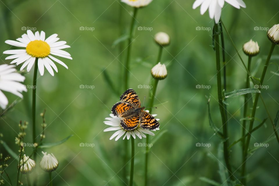 Butterfly on a white wildflower 