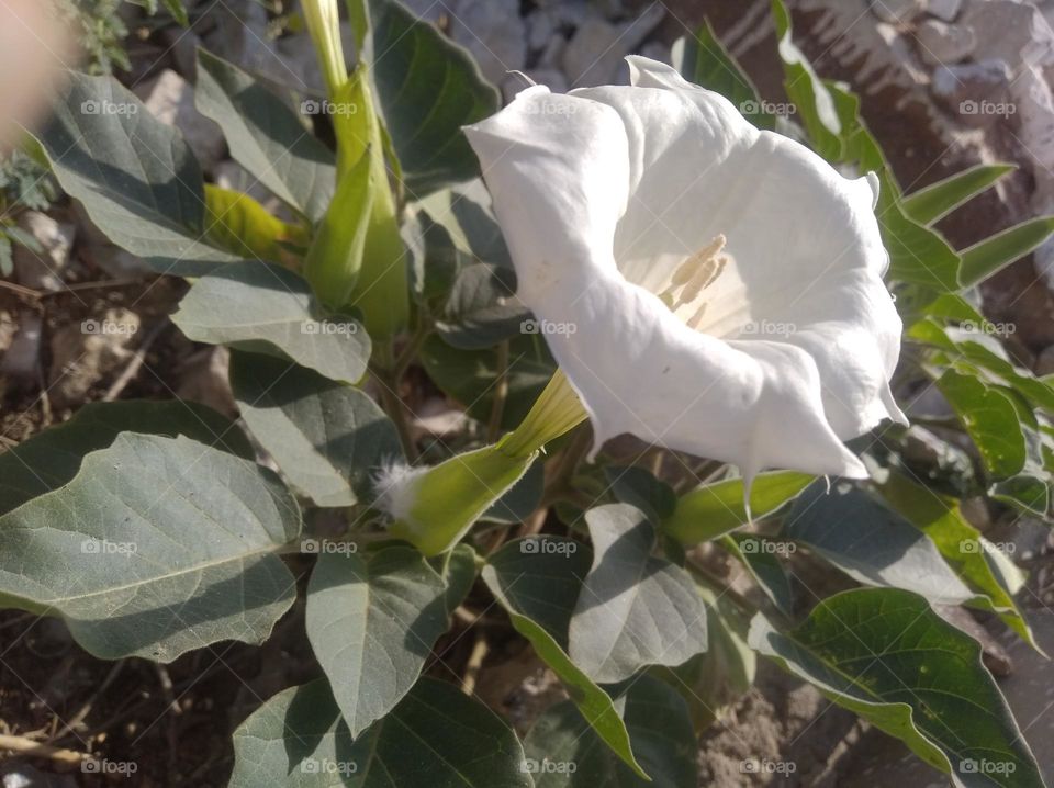 the Datura Flower white in colour looks very beautiful generally found everywhere fresh seasonal