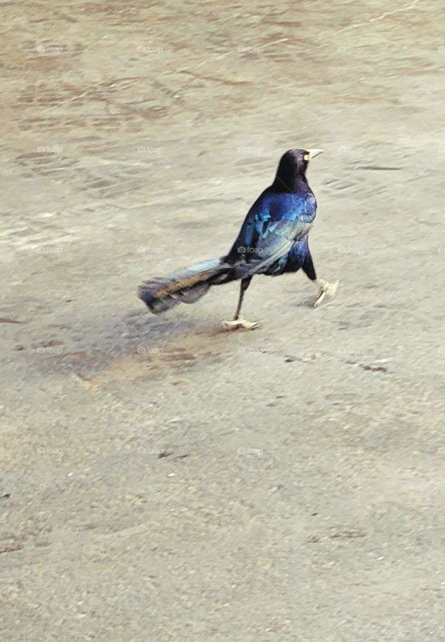 A Grackle strolling in my workshop