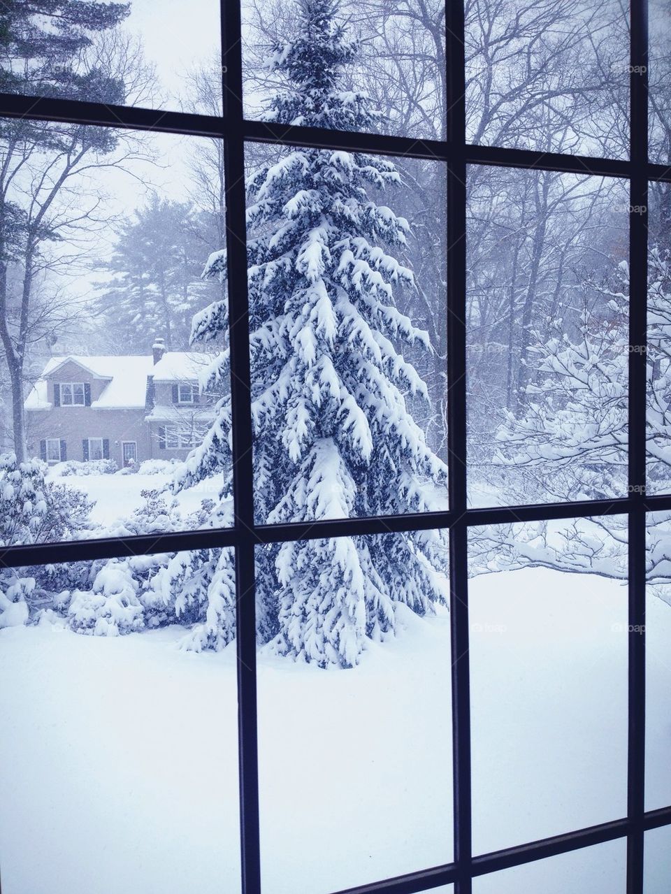 View of tree covered with snow from window