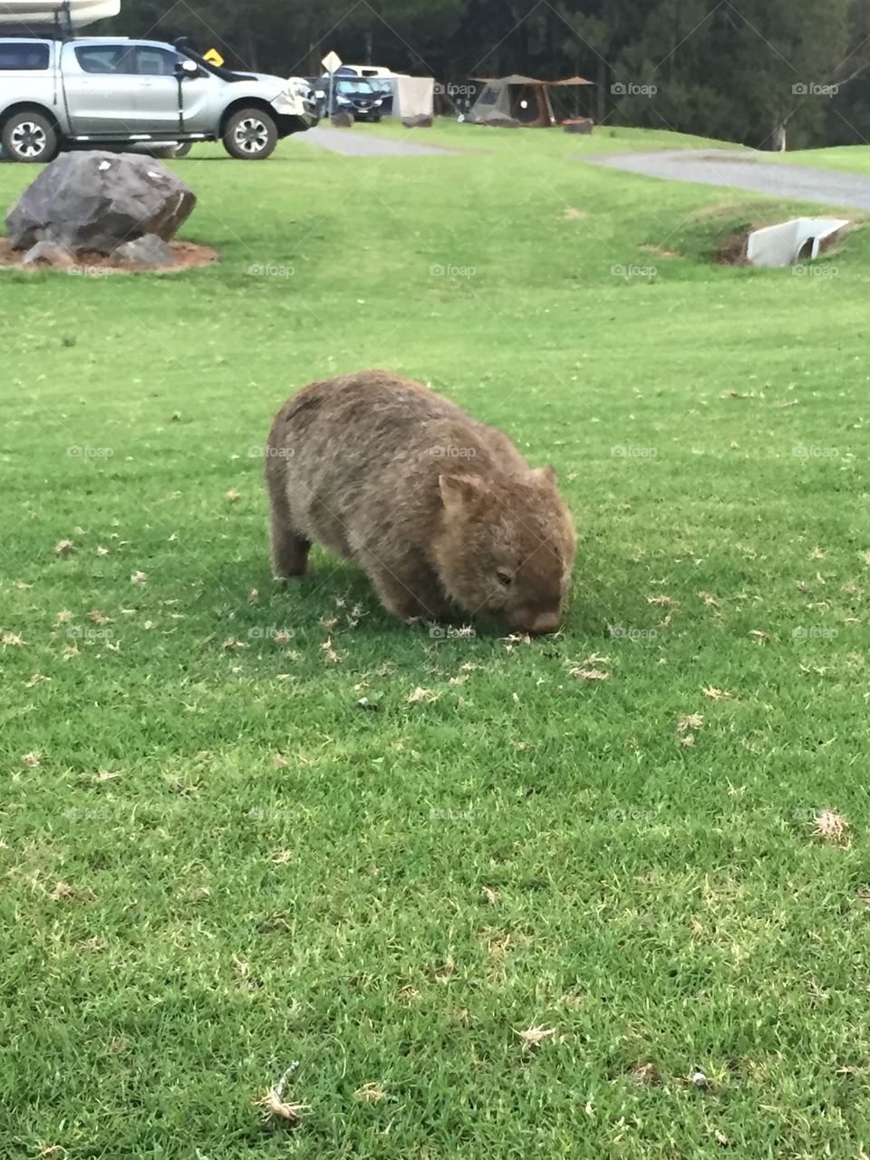 Wombats come out to say hello in New South Wales, Australia