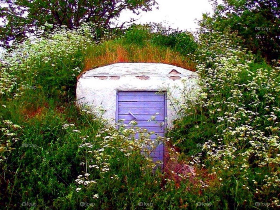 Summer in The countryside