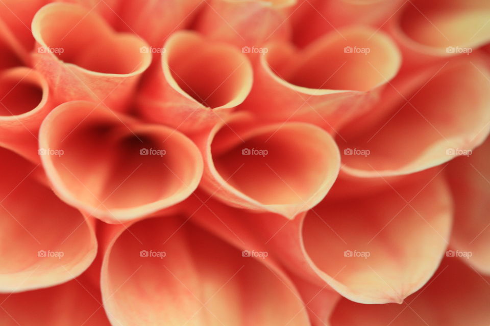 Orange Dahlia Close Up. A close up of the tubular petals of an orange Pom Pom dahlia