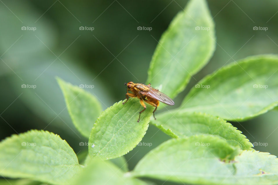 nature macro leaf fly by sicksaint77