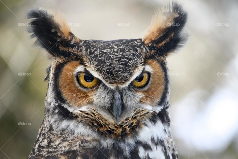 Look of an owl