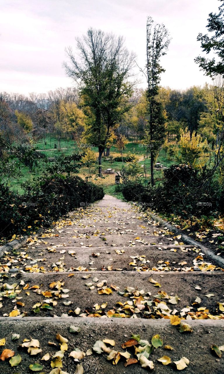 Stairs for going in a forest.