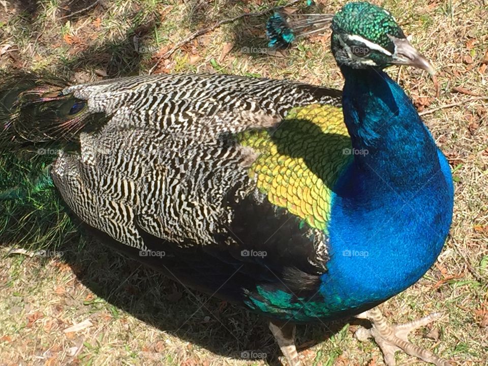 Peacocks