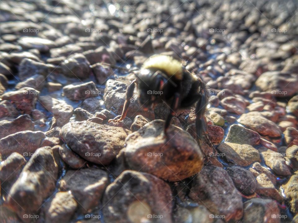 Bumble bee 🐝. This is another picture of a beautiful Bumble bee that I saw while out exploring this morning