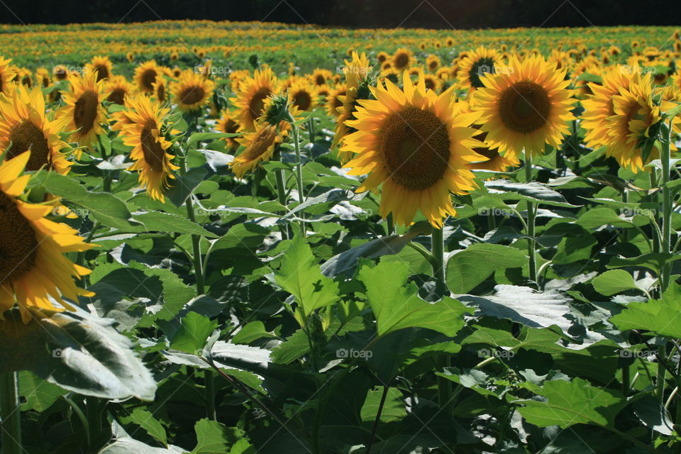 Sunflowers 