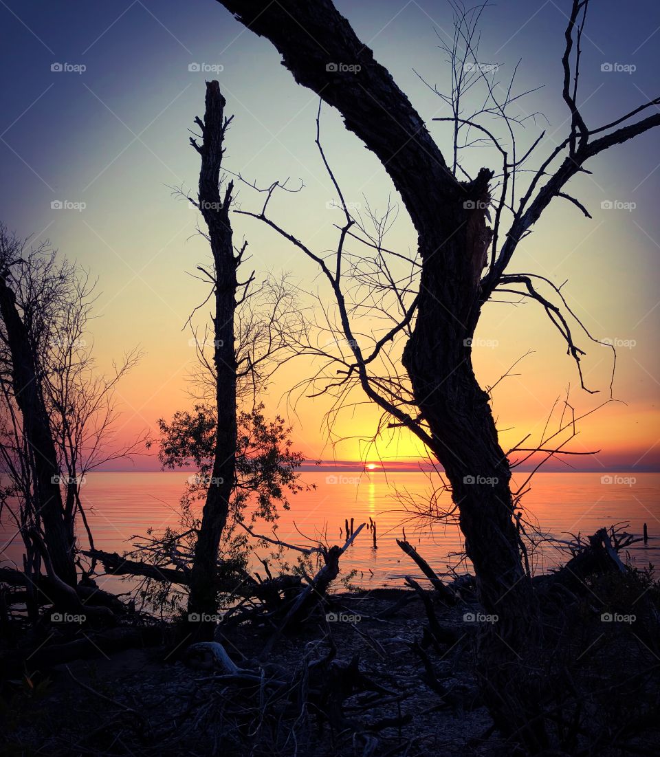 Tree silhouettes at sunset