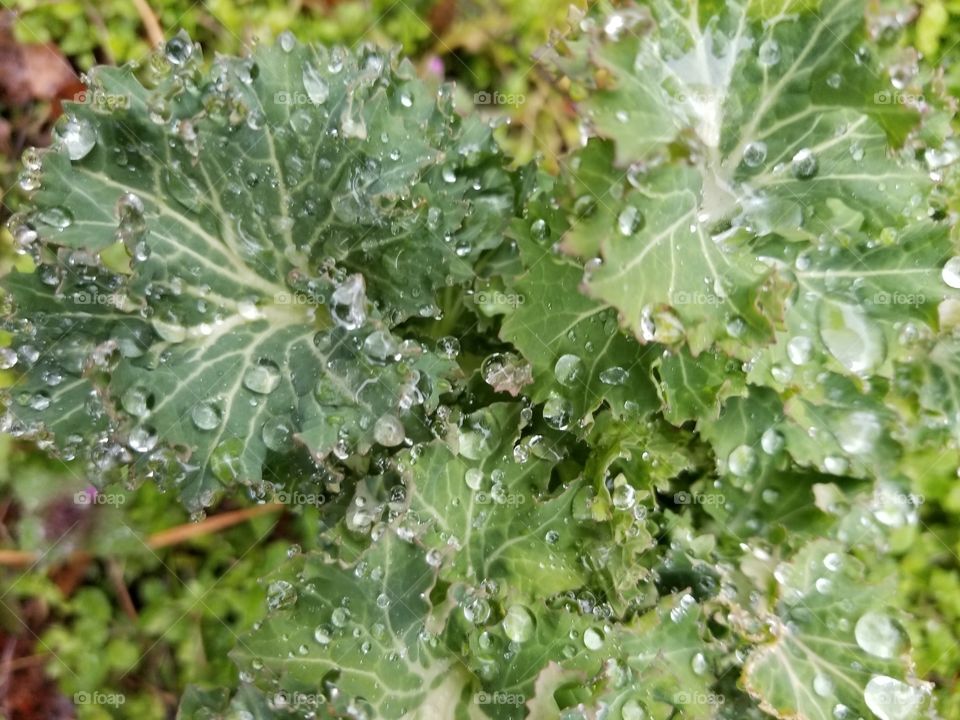 Kale greens after the rain