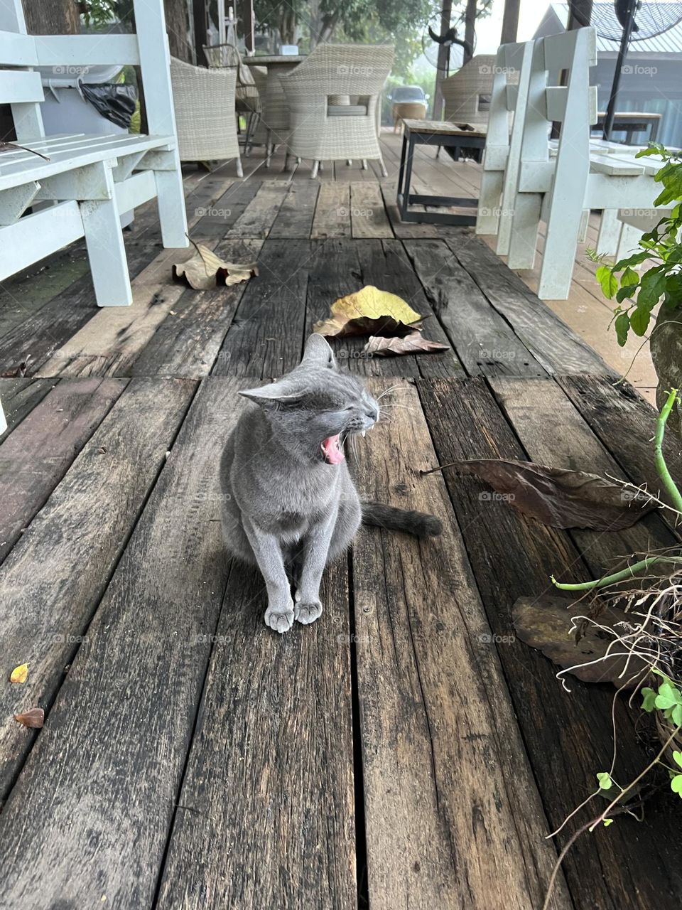 The cat sits and waits to welcome passers-by.