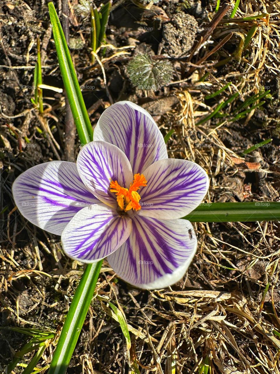 Close up of the single white purple lilac crocus with green leaves against the ground with dry grass 