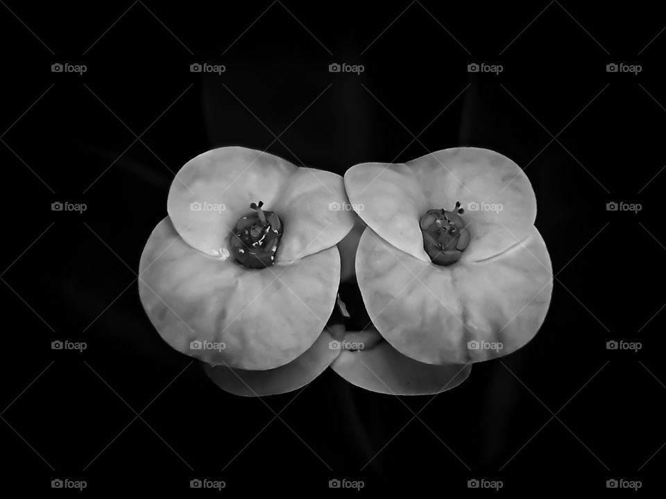 Euphorbia flowers  BW