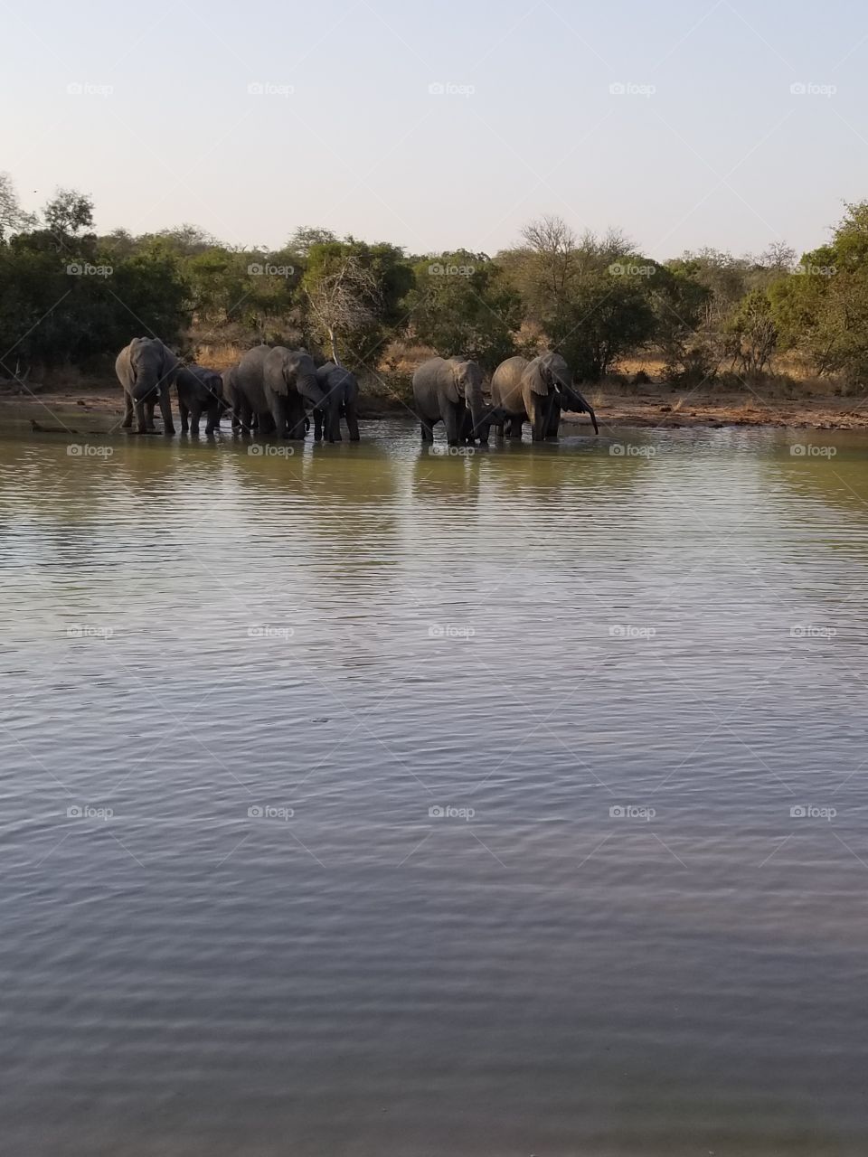 Elephants at the watering hole