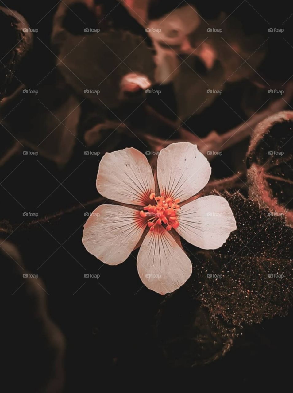 Preto e branco.black and white