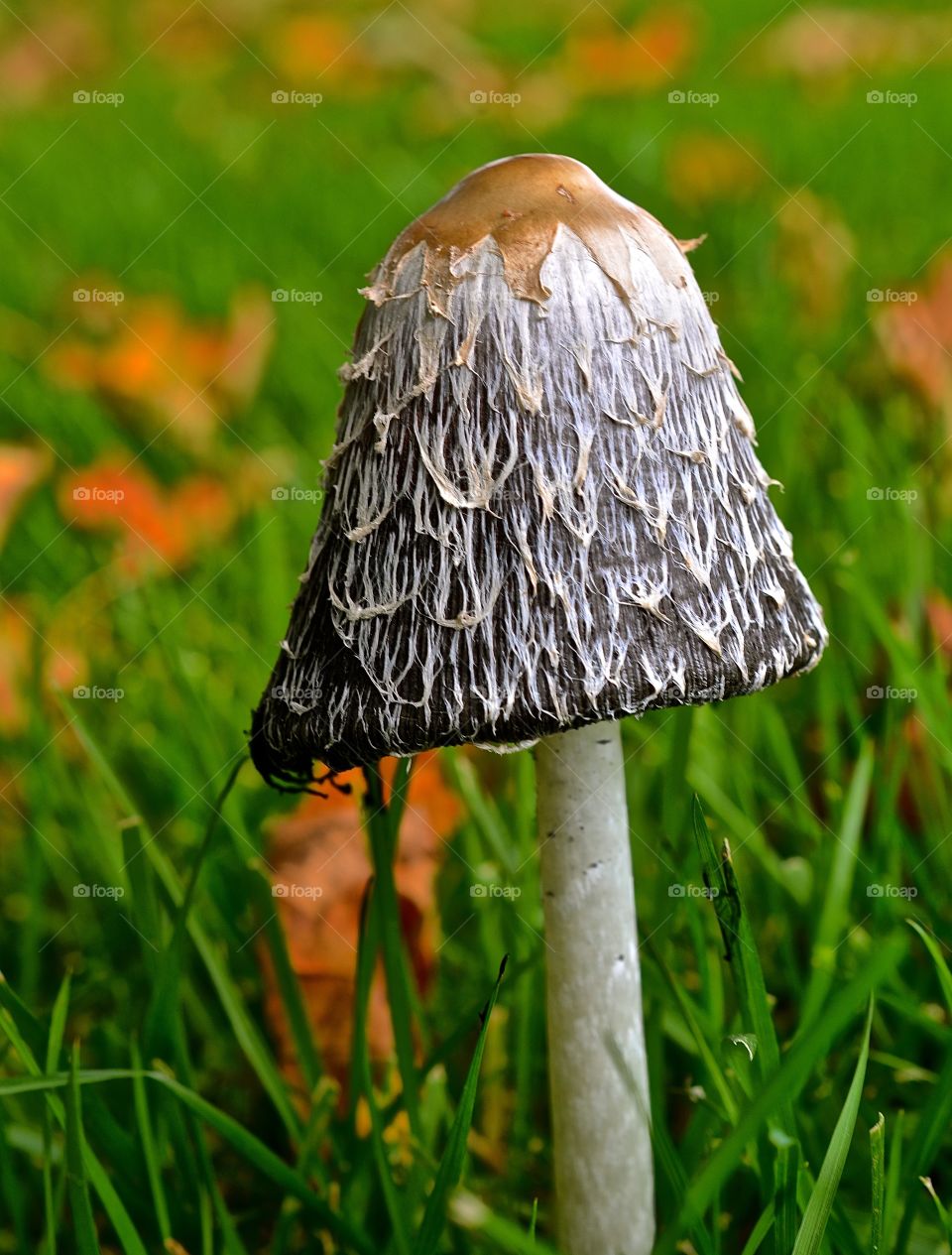 Fall Mushroom
