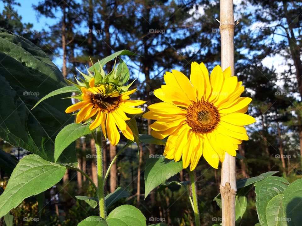 Sunflower Duo