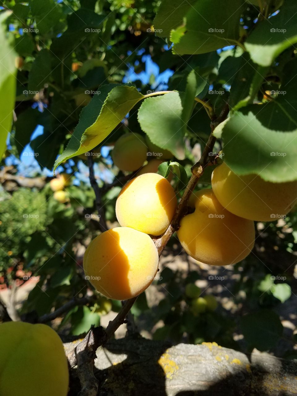 apricot