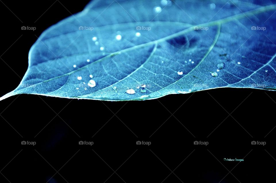 Blue Leaf