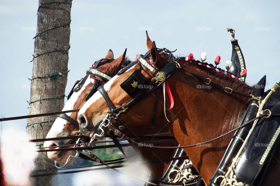 Clydesdale horses in tandem.