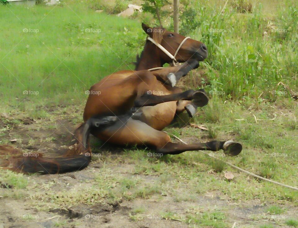 horse relax