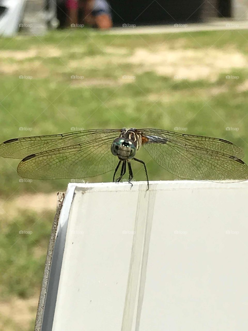 Dragonfly posing on a sign