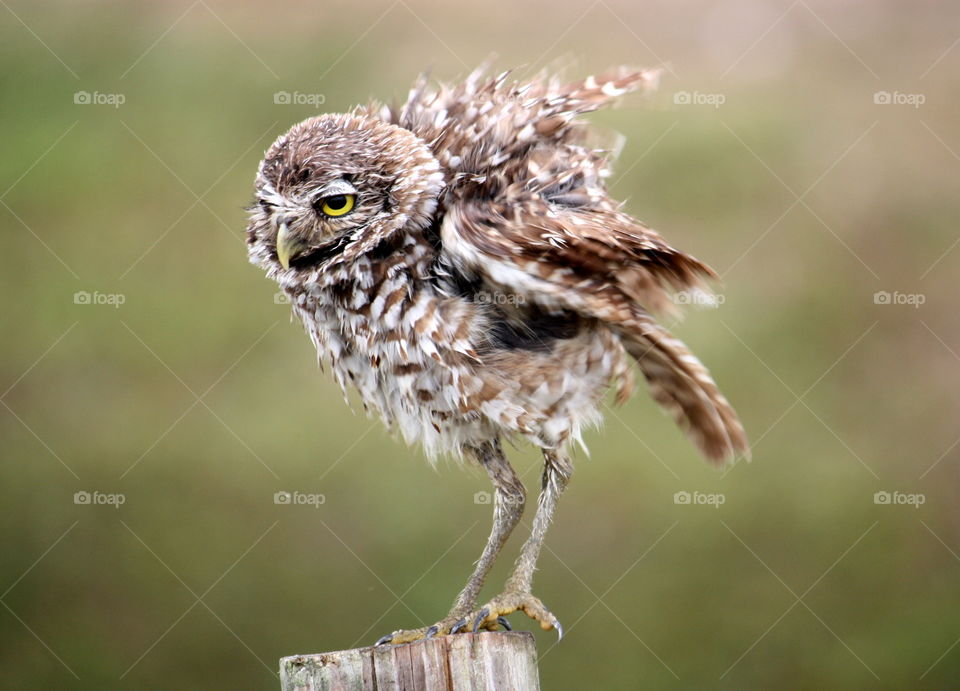 Burrowing Owl Shaking it off