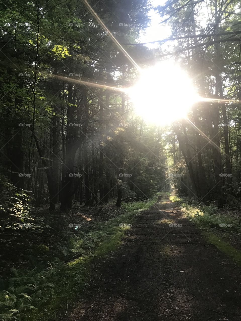 An early morning hike through nature reveals a beautifully lit path of sunshine. 