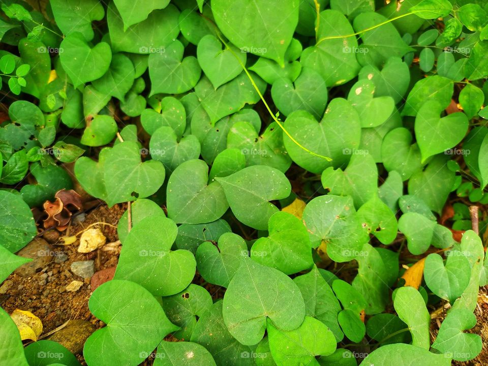 A plant with love-shaped leaves, very beautiful