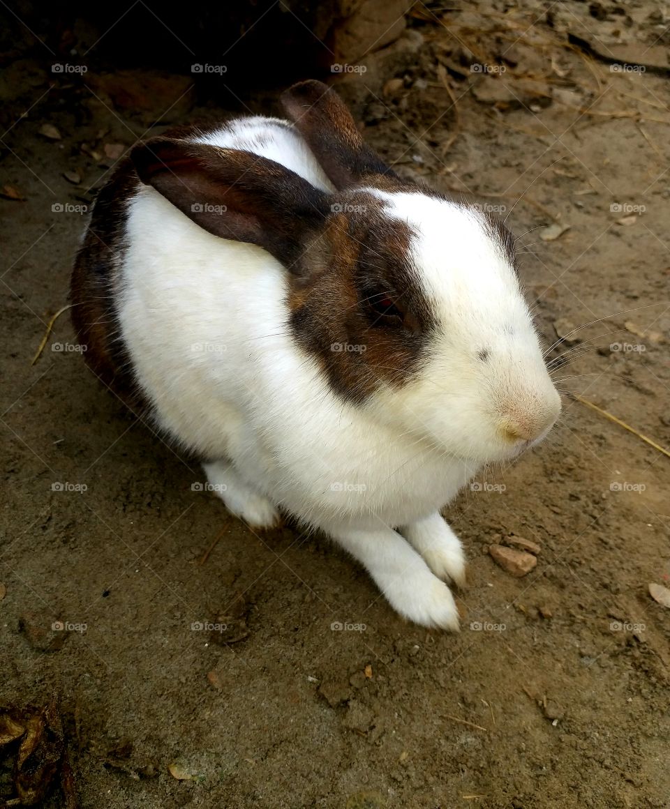 This is my very beautiful rabbit so awesome