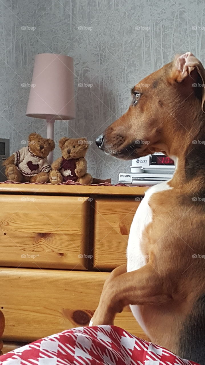 Side view of a brown dog on bed