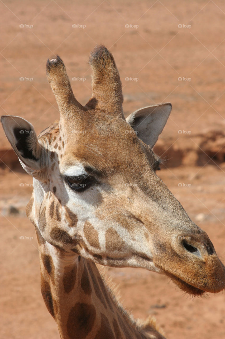 animal mammals brown eyes by kshapley