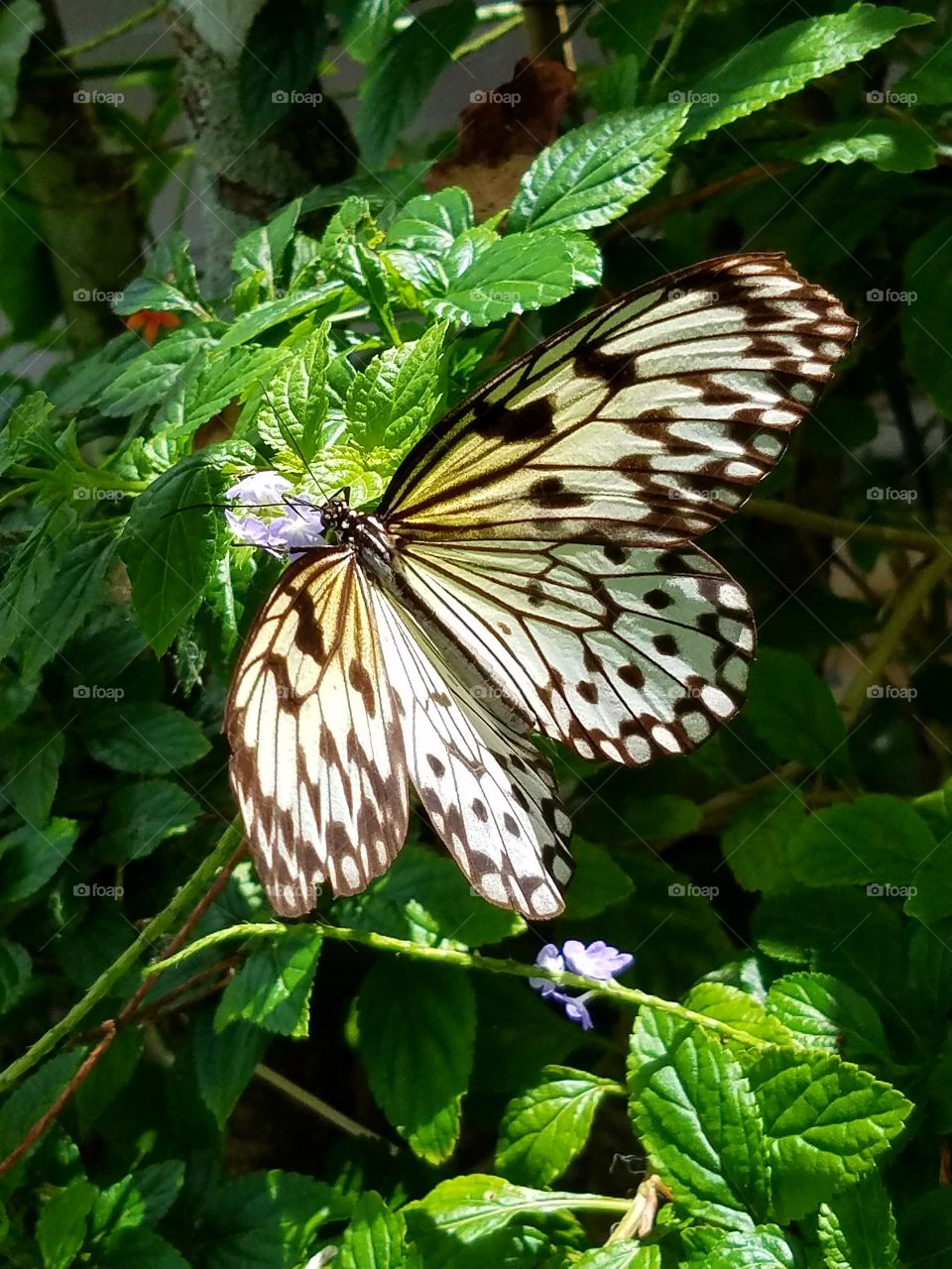 Big Brown and Yellow Butterfly on a Plant