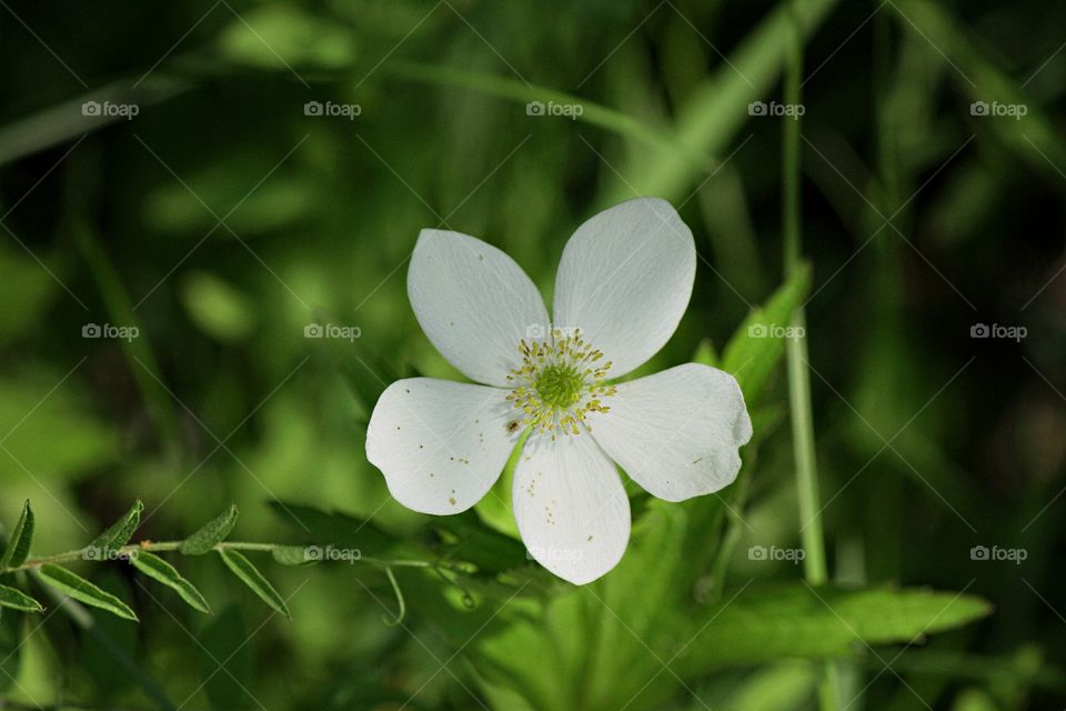 White wild summer flower focus 
